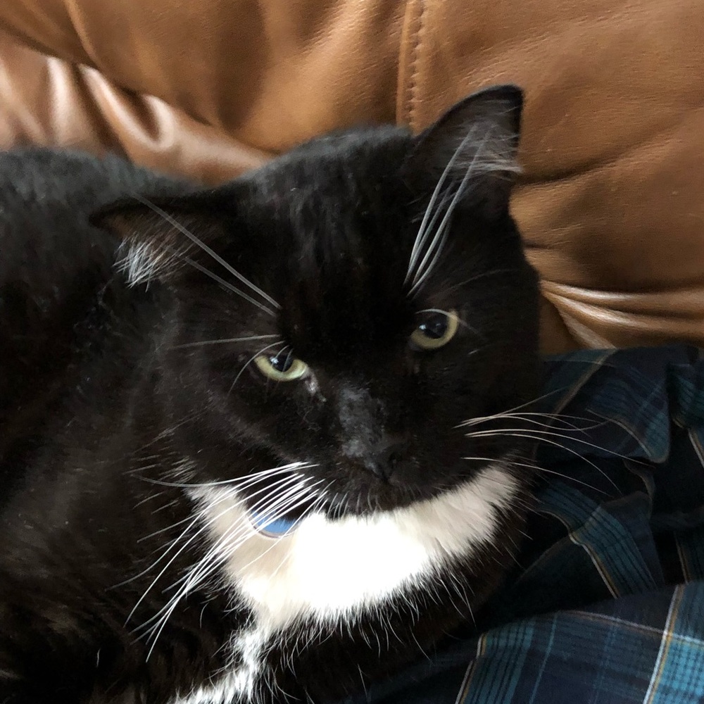 Meet your Posher, Ronald